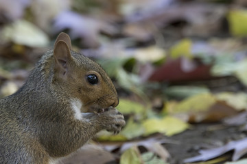 grey squirrel portrait