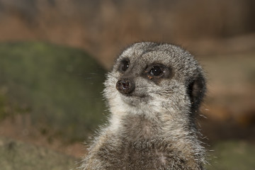 meerkat