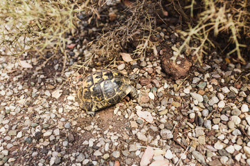 Mediterranean kand tortoise in nature