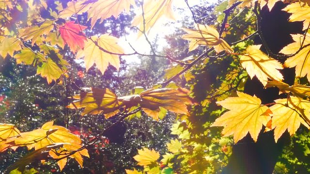Slowly panning up through autumn leaves backlit by the sunrise on a bright day