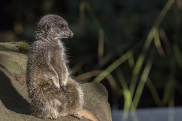 meerkat