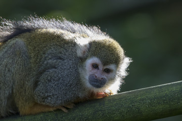 squirrel monkey