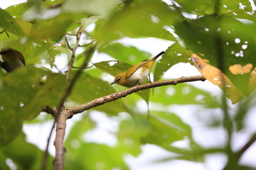 Grey-throated White-eye (Zosterops rendovae) in Solomon Island