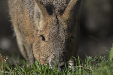 mara rodent, beaver portrait