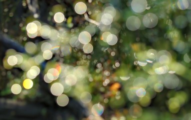 Natural bokeh background with forest plants and dew.