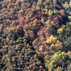 Vue aérienne de forêt à l'automne à Maudétour dans le Val d'Oise en France
