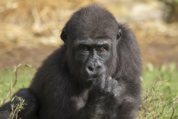 Fototapeta premium gorilla portrait