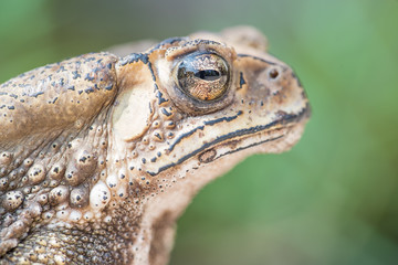 close up Common Toad ,asian toad brown,Bufo Bufo