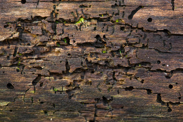 photo close-up of wood, damaged by termites