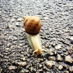 snail