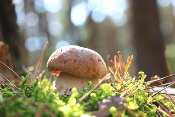Beautiful pine forest mushroom in autumn in good weather on bokeh background