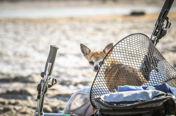 Chihuahua dog sits in bicycle cart enjoying sunny day