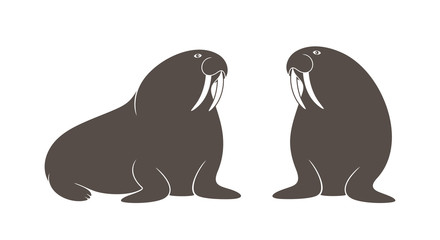 Walrus set. Isolated walrus on white background 