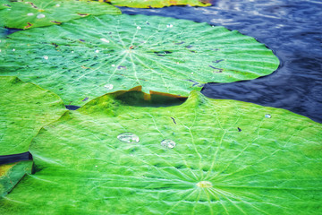 Lotus leaf on water