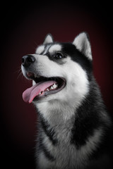 portrait of a dog Siberian Husky in the studio on a black background