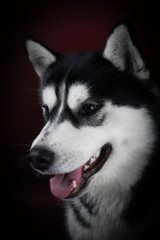 portrait of a dog Siberian Husky in the studio on a black background