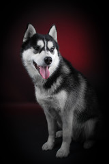 portrait of a dog Siberian Husky in the studio on a black background