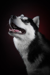 portrait of a dog Siberian Husky in the studio on a black background