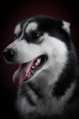 portrait of a dog Siberian Husky in the studio on a black background