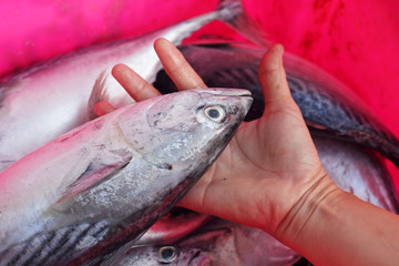 hand showing fresh fish