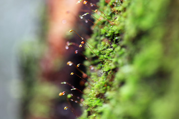 close up of sphagnum moss in rain forest background. - obrazy, fototapety, plakaty