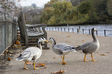 Ducks. St. James's park. London.
