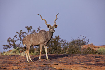 Kudu im Transfrontier Park