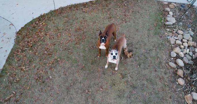 Drone flying in front of two dogs in a backyard 