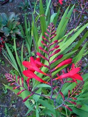 Obraz premium Red Crocosmia / Montbretia Flower