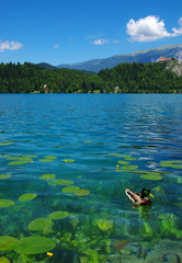 Fototapeta premium Landscape Lake Bled and mountains