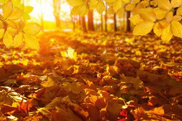  Autumn leaves on the sun