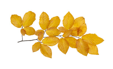 Obraz premium autumn leaves isolated on white