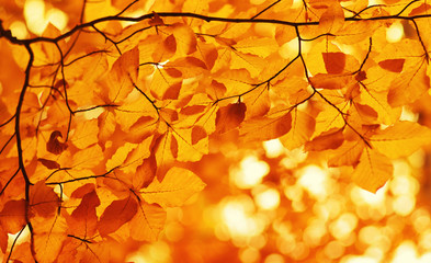  Autumn leaves  background.