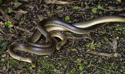 Couleuvres à Azay-le-Rideau, Indre-et-Loire-France
