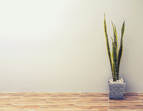 Interior Decoration, Sansevieria Trifasciata Or Snake Plant In Gray Pot At Room