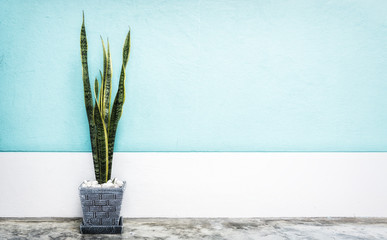 interior decoration, Sansevieria trifasciata or Snake plant in gray pot at room