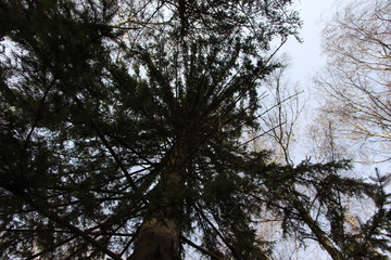 View of tree trunk down up in  the forest
