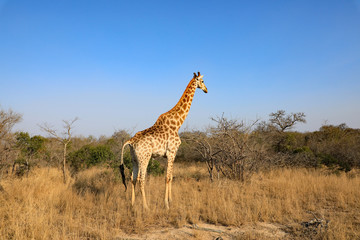 Healthy giraffe in South Africa.
