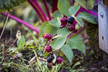 Brombeerstrauch