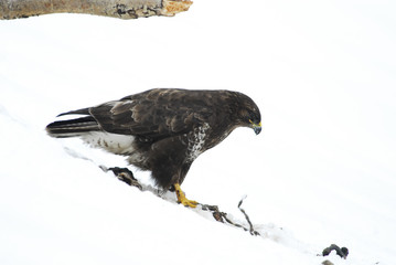 Mäusebussard