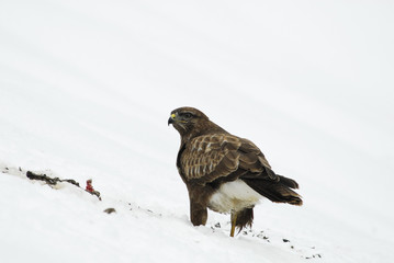 Mäusebussard im Schnee