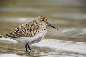 Alpenstrandläufer am Wasser