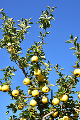 黄色いりんご　シナノゴールド