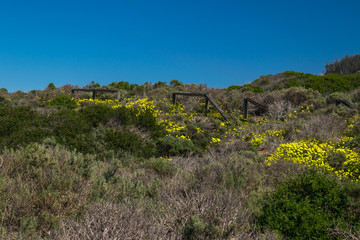 Fototapeta na wymiar Elfin Forest in Los Osos, Morro Bay State Marine Reserve, Morro Bay, San Luis Obispo County Parks, California, USA