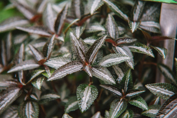 Close up on urticaceae  leaf, top view