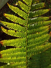 Translucent Green Fern
