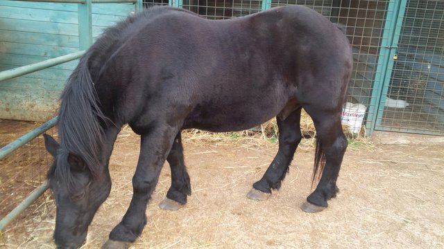 cavallo da lavoro