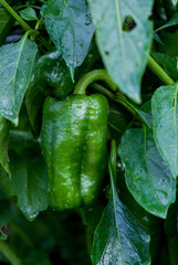 Green pepper on a bush in raindrops