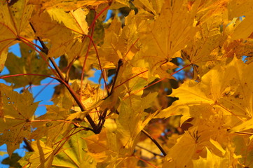 Monroeville PA Fall Leaves