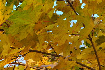 Monroeville PA Fall Leaves